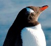 Пингвин с красным клювом
