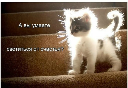 А вы умеете светиться от счастья! Котеночек