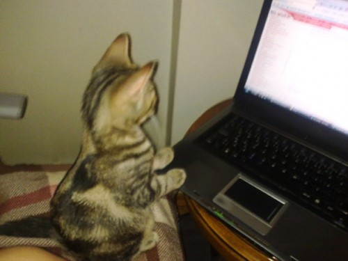 Кот-программист