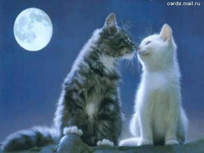 Открытка. Кот и кошка целуются на крыше на фоне луны. С д...
